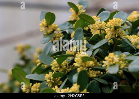 Ein Boxwood aufblühen. Buxus sempervirens Stockfoto