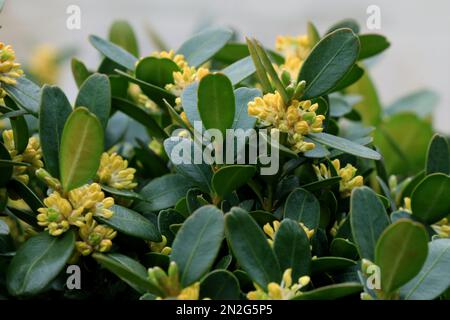 Ein Boxwood aufblühen. Buxus sempervirens Stockfoto