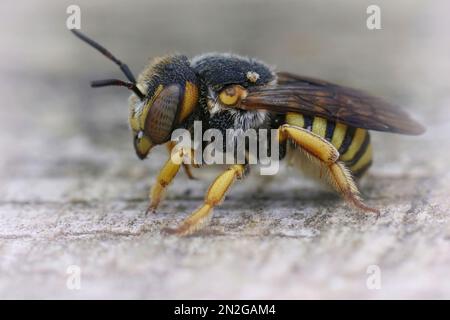 Detaillierte laterale Nahaufnahme einer Frau der Grohmannschen Gelbkunststoffbiene, Icteranthidium grohmanni aus Gard, Frankreich Stockfoto