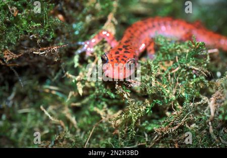 Nahaufnahme des Gesichts auf dem farbenfrohen roten Höhlensalamander Eurycea lucifuga in grünem Moos Stockfoto