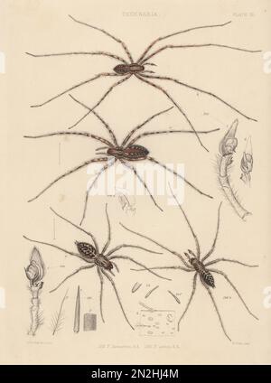 Kardinalspinne, Tegenaria parietina (Tegenaria domestica) 105, und Riesenhausspinne, Tegenaria gigantea (T. atrica) 106. Handcolorlithograph von W. West nach Tuffen West aus John Blackwall's A History of the Spiders of Great Britain and Ireland, Ray Society, London, 1861. Stockfoto