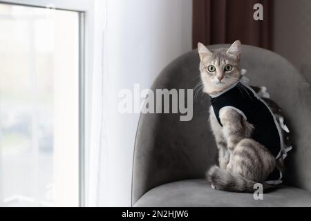 Spatkatze in postoperativem Verband, schwarze medizinische Decke. Pflege des Haustiers nach Kavitäroperation, Kastration, Sterilisation. Ein Tier sieht in die Kamera. Stockfoto