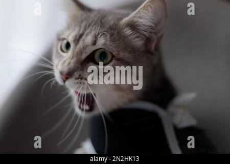 Nahaufnahme einer Katze mit Spucke in postoperativer Bandage, schwarzer medizinischer Decke. Pflege des Haustiers nach Kavitäroperation, Kastration, Sterilisation. Gähnen von Tieren, Stockfoto