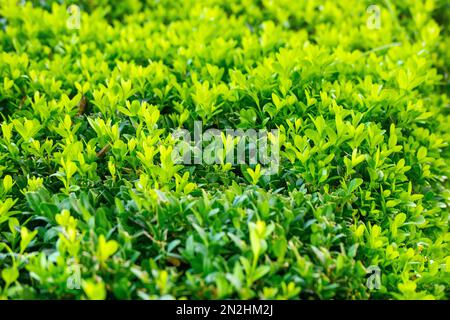 Nahaufnahme des grünen Boxwood-Busches in der Sommersonne. Hinterlässt den Hintergrund. Stockfoto