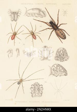 Schlangenrückenspinne, Segestria senoculata 270, Koboldenspinne, Oonops Pulcher 271 und Spuckspinne, Scytodes thoracica 272. Handcolour Lithograph von W. West nach Alfred Hollick von John Blackwall's A History of the Spiders of Great Britain and Ireland, Ray Society, London, 1861. Stockfoto