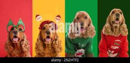 Süße Hunde in Weihnachtspullover und Partybrille auf farbigem Hintergrund Stockfoto