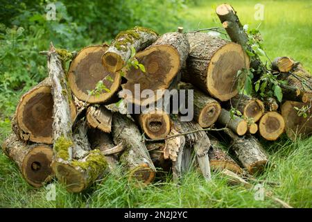 Gesägte Bäume. Feuerholz für den Winter. Trockener Kraftstoff. Logbücher auf dem Land. Birkensägen. Stockfoto