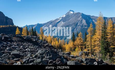 Schneebedeckte Berge über goldenen Lärchen im Herbst. Lake O'Hara. Yoho-Nationalpark. Kanadische Rocky Mountains. Stockfoto