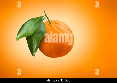 Orangenfrucht mit Blättern auf verlaufendem, farbenfrohem Hintergrund. Stockfoto