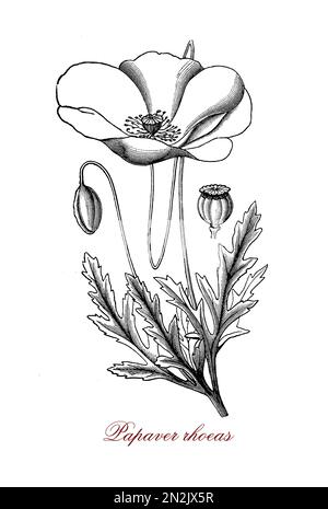 Papaver Rhoeas oder roter Mohn ist eine Unkrautpflanze mit einzelnen Blüten, die Blütenblätter sind leuchtend rot, der Stiel ist in der Regel mit groben Haaren bedeckt. Roter Mohn enthält ein Alkaloid namens Rhoeadin, das ein mildes Beruhigungsmittel ist. Stockfoto