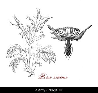 Hundsrose oder Rosa Canina ist ein weitläufiges Strauch mit blass rosa Blüten und roten Früchten, reich an Antioxidantien und Vitamin C in Tee, Marmelade und Sirup verwendet. Stockfoto