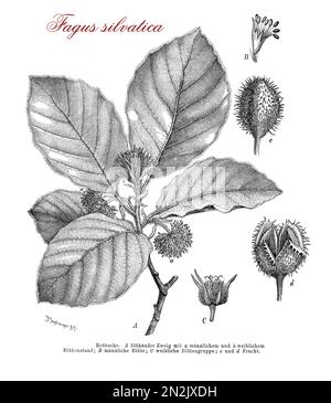 Vintage-Gravur von gemeiner Buche oder fagus sylvatica botanische Morphologie: Laub-Großbaum wächst bis zu 50 m (160 ft) hoch, seine Lebensdauer beträgt in der Regel 150–200 Jahre. Die Blätter wechseln sich ab, die weiblichen Blüten produzieren Buchsenschnäpfen. Stockfoto