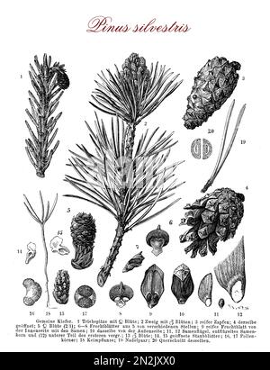 Vintage Illustration der schottenkiefer (pinus sylvestris) immergrüne Nadelbaum botanische Morphologie: Sie wächst bis zu 35mt. In der Höhe beträgt ihre Lebensdauer in der Regel 150–300 Jahre, Blätter sind grün-blaue Nadeln, Früchte sind gelb-braune Zapfen. Stockfoto