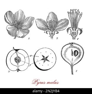 Essbare Frucht, die im Spätsommer oder Herbst von einem Apfelbaum reift, der weltweit für verschiedene Verwendungszwecke angebaut wird, meist roh, aber auch zum Kochen und zur Herstellung von Apfelwein.Botanische Morphologie: 5 Blütenblätter und saftige Früchte. Stockfoto