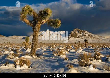 Joshua Trees am Darwin Plateau bedeckt mit Schnee nach Wintersturm, Darwin Hills in der Ferne, 3 Meilen westlich von Death Valley Nat. Park, Kalifornien, USA Stockfoto