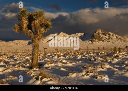 Joshua Trees am Darwin Plateau bedeckt mit Schnee nach Wintersturm, Darwin Hills in der Ferne, 3 Meilen westlich von Death Valley Nat. Park, Kalifornien, USA Stockfoto