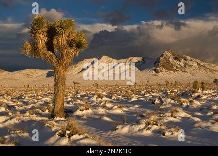 Joshua Trees am Darwin Plateau bedeckt mit Schnee nach Wintersturm, Darwin Hills in der Ferne, 3 Meilen westlich von Death Valley Nat. Park, Kalifornien, USA Stockfoto