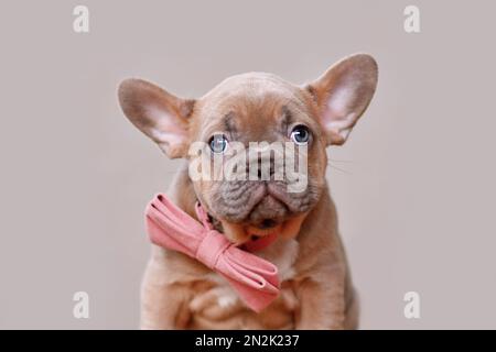 Porträt eines roten Hundewelpen mit roter Fliege Stockfoto