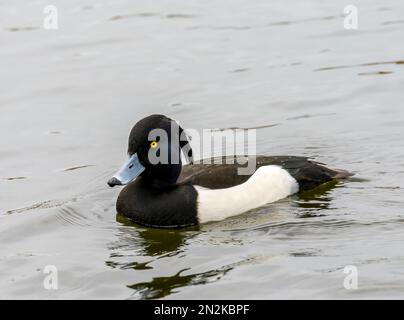 Ein einsamer männlicher Tufted Duck (Aythya fuligula), auch bekannt als Tufted Pochard, an einem See in Fleetwood, Lancashire, Großbritannien Stockfoto