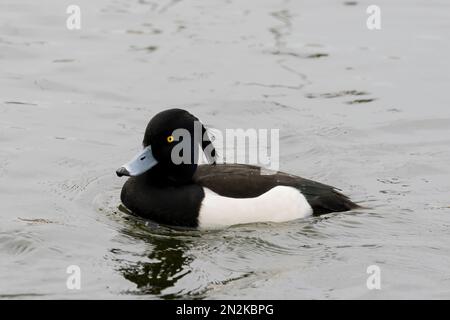 Ein einsamer männlicher Tufted Duck (Aythya fuligula), auch bekannt als Tufted Pochard, an einem See in Fleetwood, Lancashire, Großbritannien Stockfoto