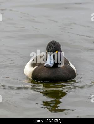 Ein einsamer männlicher Tufted Duck (Aythya fuligula), auch bekannt als Tufted Pochard, an einem See in Fleetwood, Lancashire, Großbritannien Stockfoto