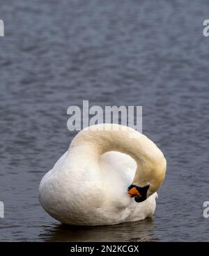 Ein einzelner Erwachsener, stumm Schwan (Cygnus olor), der seine Feder pur, während er anmutig auf einem See in Fleetwood, Lancashire, Großbritannien, schwimmt Stockfoto
