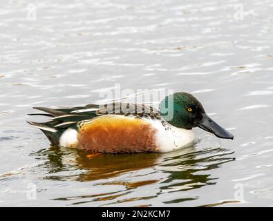 Eine Northern Shoveler Duck (Spatula clypeata) auf einem See in Fleetwood, Lancashire, Großbritannien. Beachten Sie den breiten, abgeflachten Schnabel, von dem er seinen Namen erhält Stockfoto