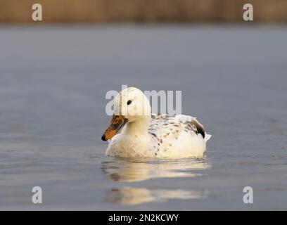 Eine seltene leuzistische Mallard (anas platyrhynchos), die in Fleetwood, Lancashire, Großbritannien, auf einem See schwimmt. Seine Farbe ist das Ergebnis einer genetischen Anomalie Stockfoto