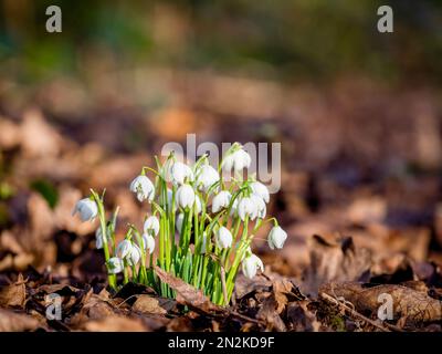 Ein Klumpen von Schneeglöckchen (Galanthus nivalis), der wild wächst und von gefallenen Blättern umgeben ist, in einem Waldgebiet in Lytham Hall, in Lytham, Lancashire, großbritannien Stockfoto
