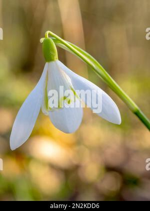 Nahaufnahme einer einzelnen Schneetropfenblume (Galanthus nivalis) Stockfoto