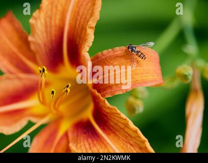 Nahaufnahme einer Biene auf einem dunkelgelben Daylily (Hemerocallis fulva) vor verschwommenem Hintergrund Stockfoto