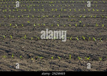 Feld mit Mais im Frühling. Die Parposts der Pflanzen begannen, in gerader Linie zu wachsen. Bereich eines landwirtschaftlichen Unternehmens Stockfoto