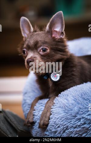 Flieder süßer Longhair-chiwawa-Welpe - Nahaufnahmen Stockfoto