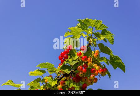 An einem sonnigen Sommertag hängen rote Johannisbeeren an Büschelzweigen Stockfoto