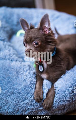 Flieder süßer Longhair-chiwawa-Welpe - Nahaufnahmen Stockfoto