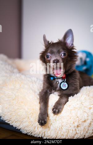 Flieder süßer Longhair-chiwawa-Welpe - Nahaufnahmen Stockfoto