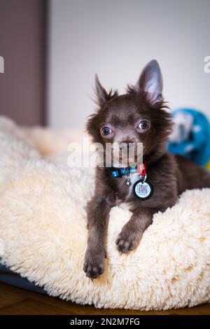 Flieder süßer Longhair-chiwawa-Welpe - Nahaufnahmen Stockfoto