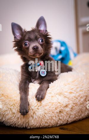 Flieder süßer Longhair-chiwawa-Welpe - Nahaufnahmen Stockfoto