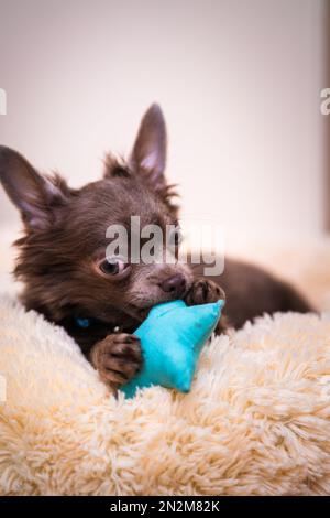 Flieder süßer Longhair-chiwawa-Welpe - Nahaufnahmen Stockfoto