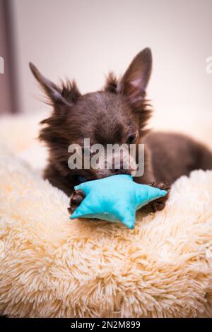 Flieder süßer Longhair-chiwawa-Welpe - Nahaufnahmen Stockfoto