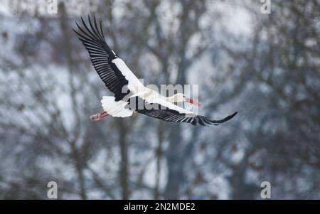 Riedlingen, Deutschland. 07. Februar 2023. Ein Storch fliegt an Bäumen vorbei, die mit Snow Credit bedeckt sind: Thomas Warnack/dpa/Alamy Live News Stockfoto