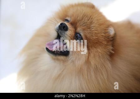 Porträt eines schönen pommerischen spitz-Hundes. Schließen Stockfoto