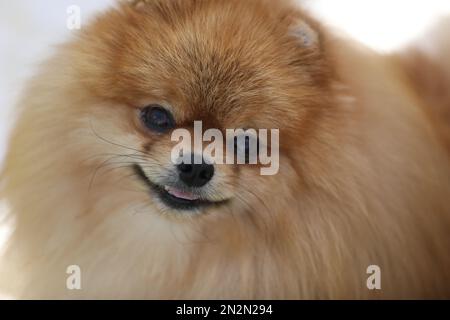 Porträt eines schönen pommerischen spitz-Hundes. Schließen Stockfoto