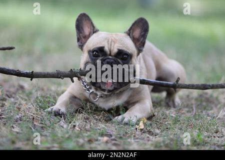 Porträt eines wunderschönen französischen Bulldoggen. Schließen Stockfoto