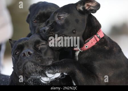 Porträt eines wunderschönen Zuckerrohr-corso-Hundes. Schließen Stockfoto