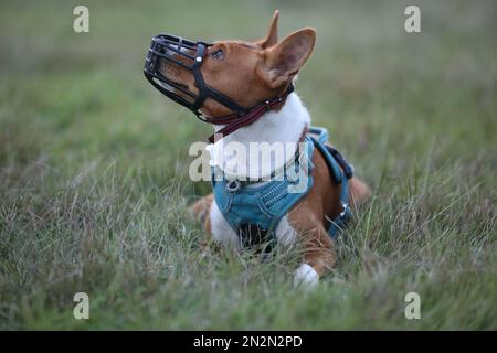 Porträt eines wunderschönen basenji-Hundes. Schließen Stockfoto