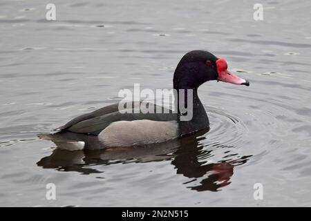 Rosy-Billed Pochard (Netta peposaca), Schwimmen für Männer, Costanera Sur, Buenos Aires, Argentinien. Stockfoto