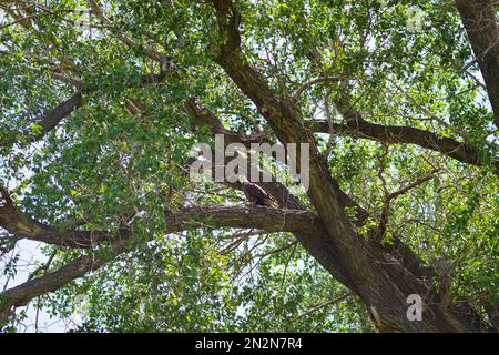 Ein amerikanischer Weißkopfadler ruht in einem Baum, bevor er an einem Sommertag in der Nähe von Billings, Montana, zum Flug aufbricht. Stockfoto