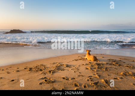 Wunderschöner Zipolite Strand in Mexiko. Landschaft bei Sonnenaufgang mit Hunden. Stockfoto