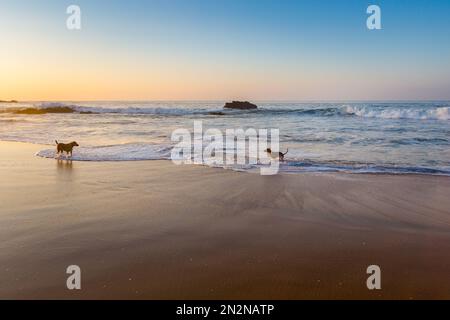 Wunderschöner Zipolite Strand in Mexiko. Landschaft bei Sonnenaufgang mit Hunden. Stockfoto